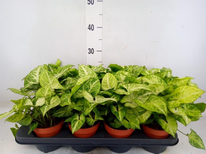 <h4>Syngonium 'Arrow'</h4>