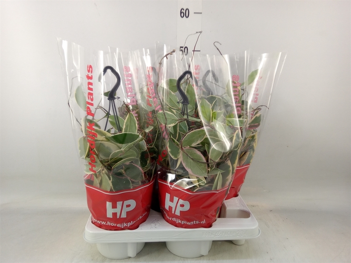 <h4>Hoya carnosa 'Floraganza Flamingo'</h4>