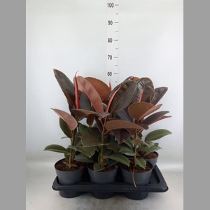 Ficus elastica 'Pink Camouflage'