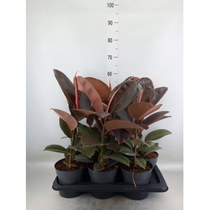 Ficus elastica 'Pink Camouflage'