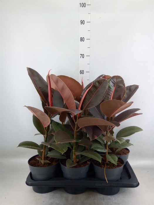 <h4>Ficus elastica 'Pink Camouflage'</h4>
