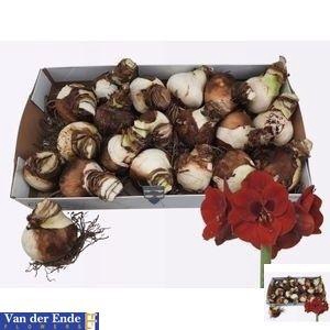 BLOEMBOL HIPPEASTRUM