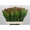 Leucadendron Goldstrike