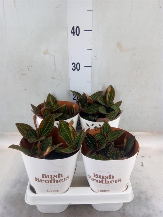 <h4>Ludisia discolor</h4>