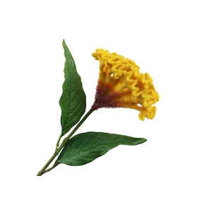 Celosia Yellow