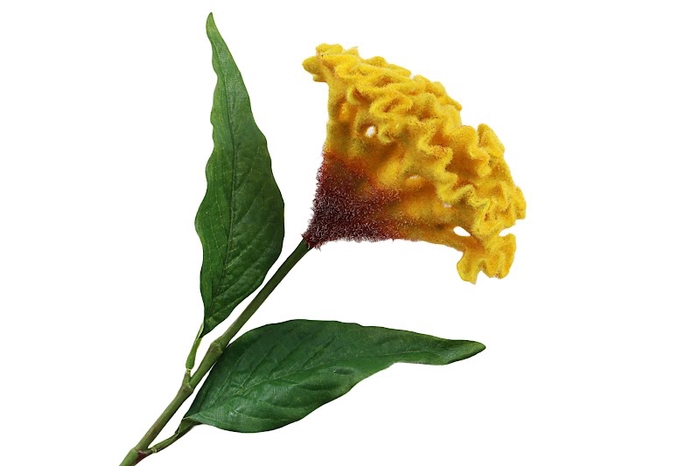 <h4>Celosia Yellow</h4>