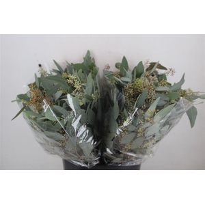 Euca Populus Berry Short 150gr P Bunch