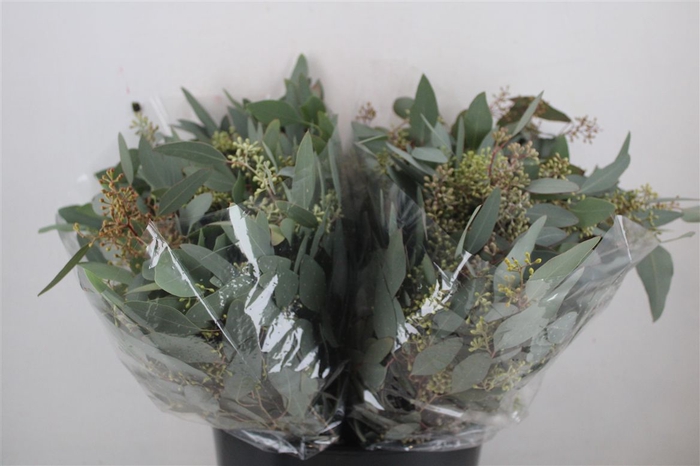 <h4>Euca Populus Berry Short 150gr P Bunch</h4>