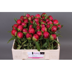 Paeonia Belgravia | Heavy Quality