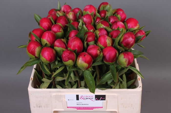 <h4>Paeonia Belgravia | Heavy Quality</h4>