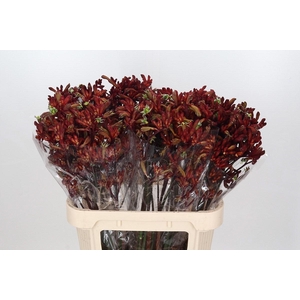 Kangaroo Paw Early Spring