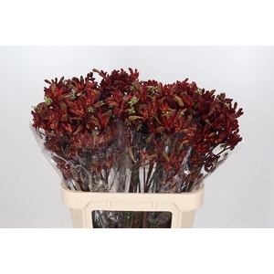 Kangaroo Paw Early Spring