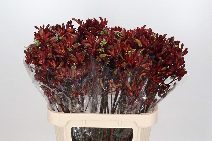 <h4>Anigozanthos Early Spring</h4>