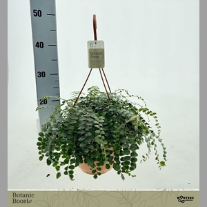 PELLAEA ROTUNDIFOLIA