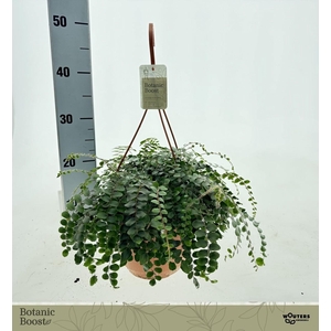 PELLAEA ROTUNDIFOLIA