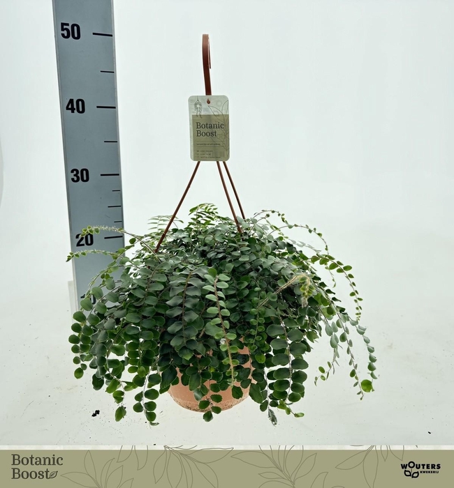 <h4>PELLAEA ROTUNDIFOLIA</h4>