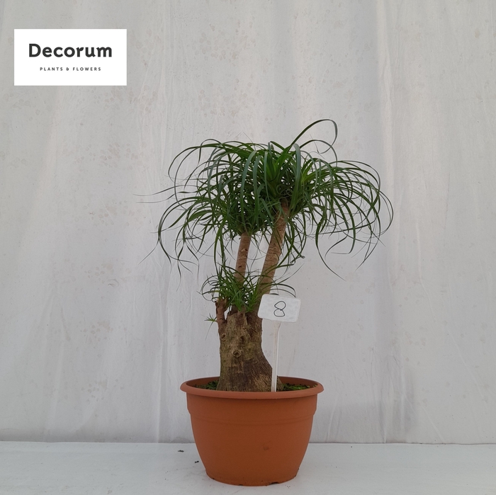 <h4>Beaucarnea vertakt op nummer 08</h4>