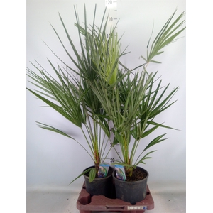 Chamaerops humilis