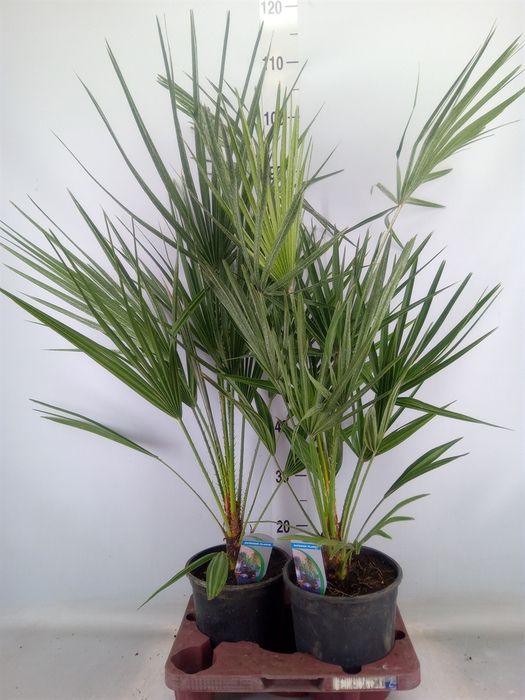 <h4>Chamaerops humilis</h4>