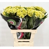 Celosia Cristata Green