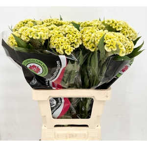 Celosia Cristata Green