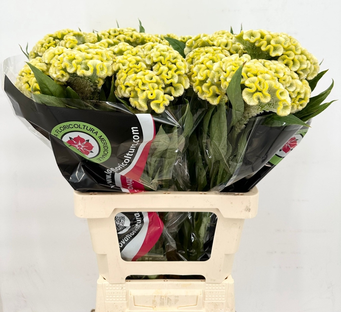 Celosia Cristata Green