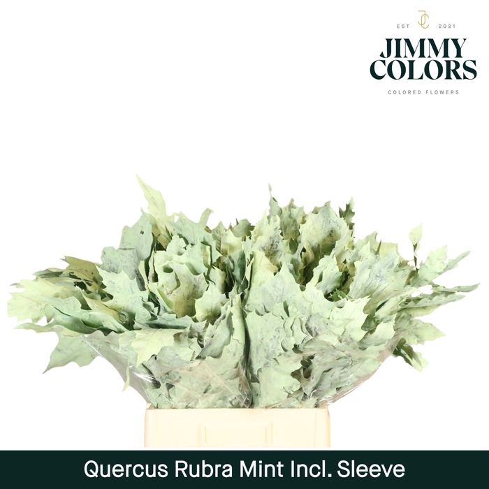 <h4>Quercus Rubra sleeve L60 Mint</h4>