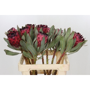PROTEA MA RED BEAUTY