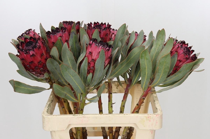 <h4>PROTEA MA RED BEAUTY</h4>