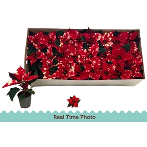 EUPHOR P FANTAS STAR