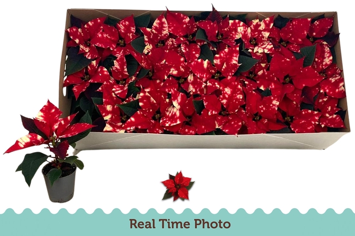 <h4>EUPHOR P FANTAS STAR</h4>