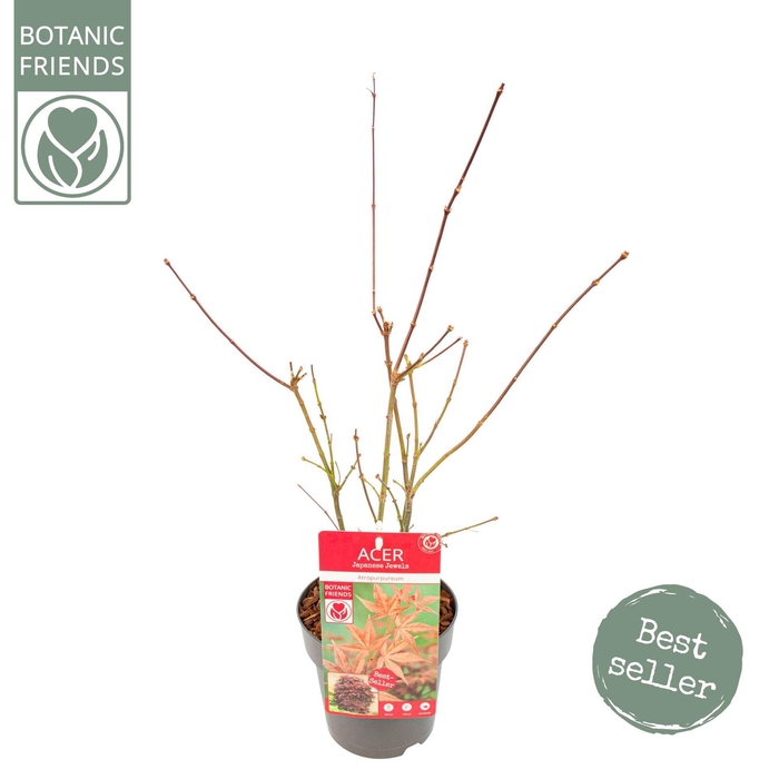 Acer palmatum Atropurpureum