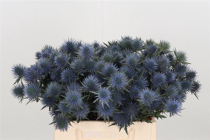 <h4>Eryn Magnetar Qstar</h4>