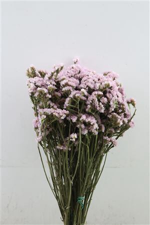 <h4>DRY STATICE CORAL PBS</h4>