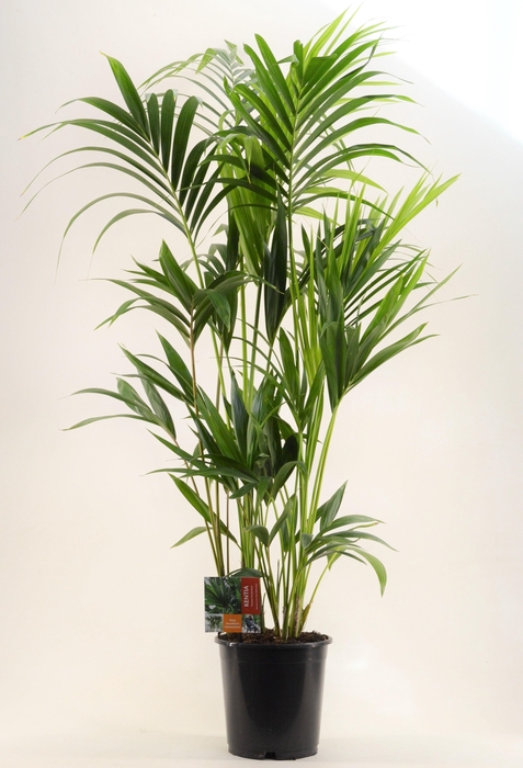 <h4>KENTIA - P24 H160 - 6PP (Howea forsteriana)</h4>
