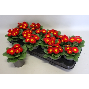 Primula acaulis Red