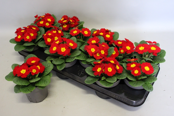 Primula acaulis Red