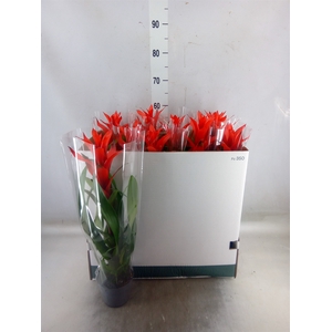 Guzmania  'Ostara'