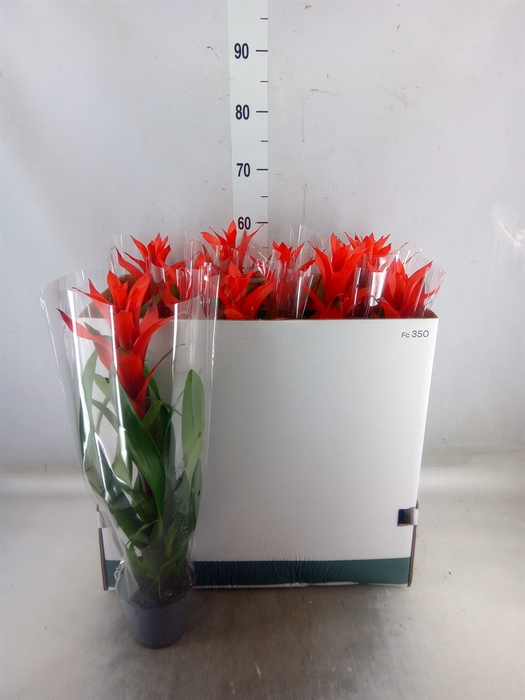<h4>Guzmania  'Ostara'</h4>