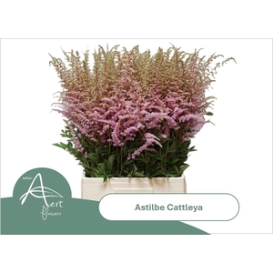 ASTIL AR CATTLEYA