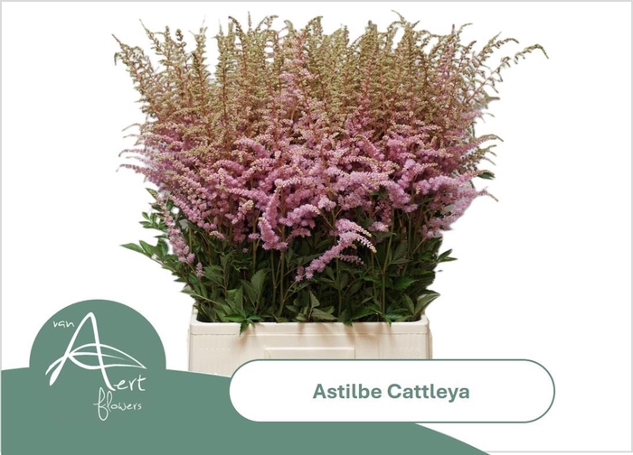 <h4>ASTIL AR CATTLEYA</h4>