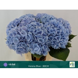 HYDR M CH VERENA BL