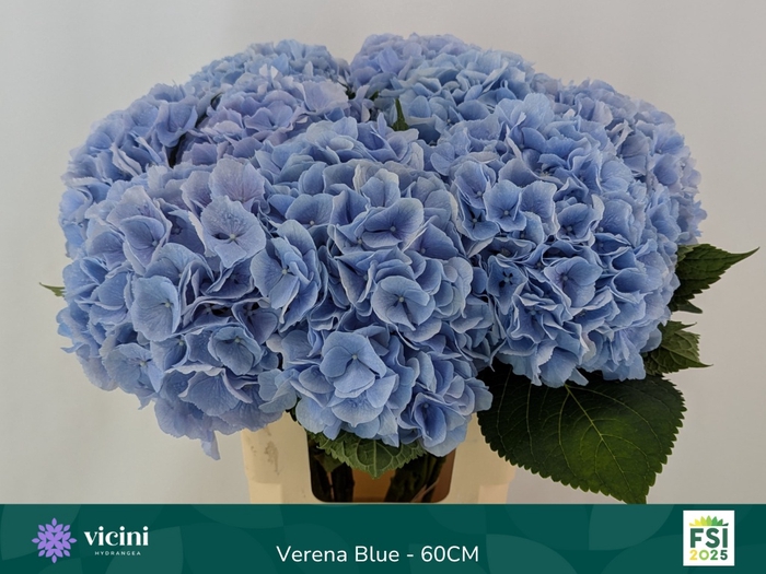 <h4>HYDR M CH VERENA BL</h4>