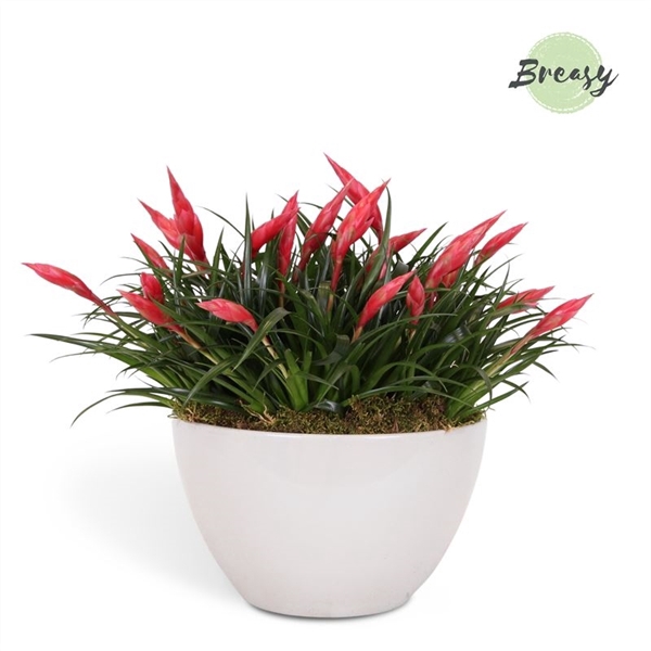 <h4>Multiflower Astrid Bowl grande Panama</h4>