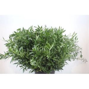 Ruscus Short 400gr P Bunch