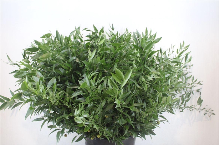 <h4>Ruscus Short 400gr P Bunch</h4>