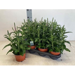 Veronica spicata