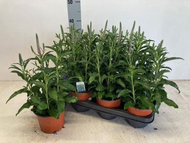 <h4>Veronica spicata</h4>