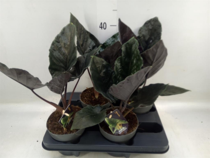 <h4>Alocasia   ...</h4>