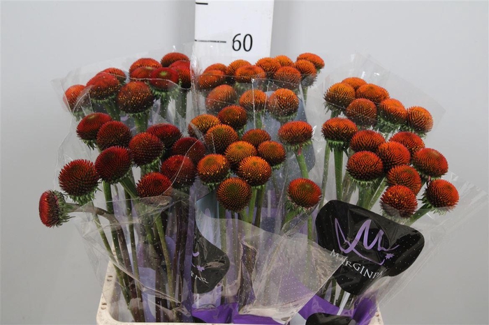 <h4>Echi Purpurea</h4>